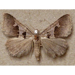 /filer/webapps/moths/media/images/H/hamifera_Anoba_AF_Butler.jpg