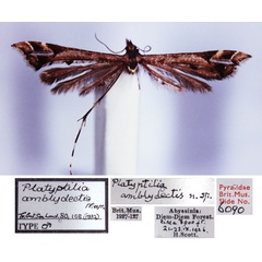 /filer/webapps/moths/media/images/A/amblydectis_Platyptilia_HT_BMNH.jpg