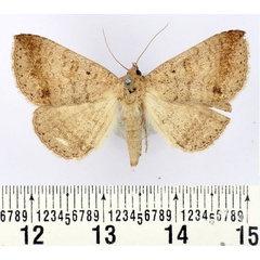 /filer/webapps/moths/media/images/L/lituraria_Ericeia_AF_BMNH.jpg