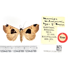 /filer/webapps/moths/media/images/M/melanoconia_Marcipa_PLT_BMNH.jpg