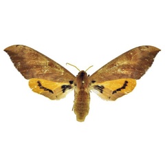 /filer/webapps/moths/media/images/P/postica_Pseudoclanis_AF_ANHRT.jpg