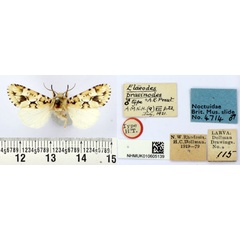 /filer/webapps/moths/media/images/P/prasinodes_Elaeodes_HT_BMNH.jpg