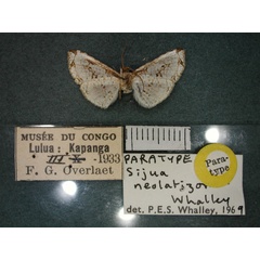 /filer/webapps/moths/media/images/N/neolatizona_Sijua_PT_RMCA_02.jpg
