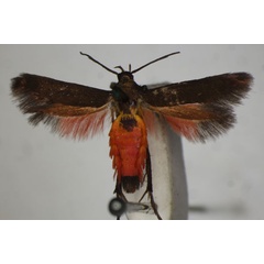 /filer/webapps/moths/media/images/F/fuscipennis_Eretmocera_A_BMNH_01.jpg