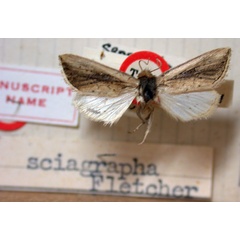 /filer/webapps/moths/media/images/S/sciagrapha_Sesamia_HT_BMNH.jpg