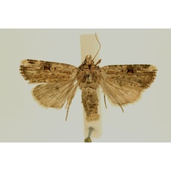 /filer/webapps/moths/media/images/S/senescens_Ochropleura_AM_RMCA.jpg