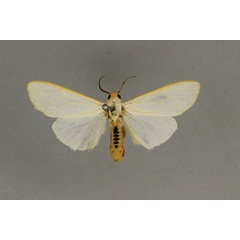 /filer/webapps/moths/media/images/F/flaviceps_Estigmene_AM_BMNH.jpg