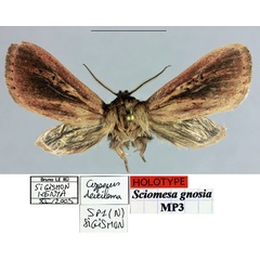 /filer/webapps/moths/media/images/G/gnosia_Sciomesa_HT_MNHN.jpg