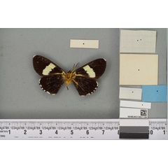 /filer/webapps/moths/media/images/M/martha_Rothia_ST_BMNHb.jpg