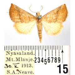 /filer/webapps/moths/media/images/B/baccatrix_Eublemma_AF_BMNH.jpg