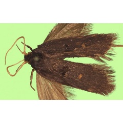 /filer/webapps/moths/media/images/B/bastini_Protolychnis_PTF_BMNH.jpg