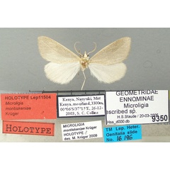 /filer/webapps/moths/media/images/M/montiskeniae_Microligia_HT_TMSA.jpg