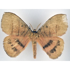 /filer/webapps/moths/media/images/P/preciosa_Jana_AM_NHMO.jpg