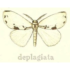 /filer/webapps/moths/media/images/D/deplagiata_Dasychira_HT_Hering_24a.jpg