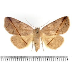 /filer/webapps/moths/media/images/A/amaponda_Ugia_AF_BMNH.jpg