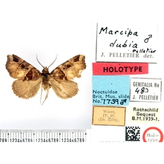 /filer/webapps/moths/media/images/D/dubia_Marcipa_HT_BMNH.jpg