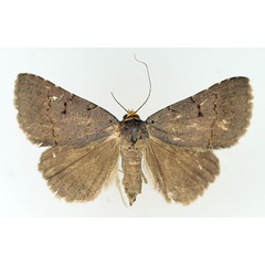 /filer/webapps/moths/media/images/F/flaviceps_Plecoptera_AF_TMSA_01.jpg
