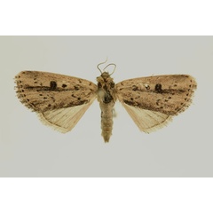 /filer/webapps/moths/media/images/V/varians_Micraxylia_AF_RMCA.jpg