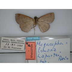 /filer/webapps/moths/media/images/L/laportei_Megacephalomana_HT_02.jpg