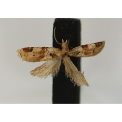 /filer/webapps/moths/media/images/P/petrophora_Lumaria_HT_RMCA_01.jpg