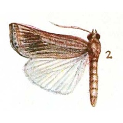 /filer/webapps/moths/media/images/C/chrysolinealis_Ancylolomia_HT_Fawcett_1-2.jpg