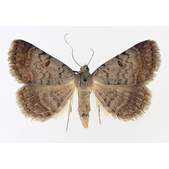 /filer/webapps/moths/media/images/M/melanoscia_Plecoptera_AM_TMSA_01.jpg