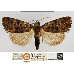 /filer/webapps/moths/media/images/B/bryophilina_Eustrotia_HT_NHMUK.jpg