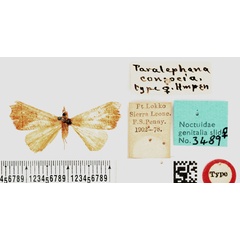 /filer/webapps/moths/media/images/C/consocia_Paralephana_HT_BMNH.jpg