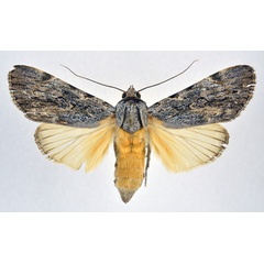 /filer/webapps/moths/media/images/L/lucidus_Archaeopilocornus_A_NHMO.jpg