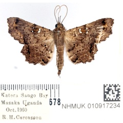 /filer/webapps/moths/media/images/M/microsema_Egnasia_AM_BMNH.jpg