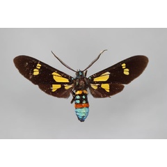 /filer/webapps/moths/media/images/G/guineensis_Euchromia_A_BMNH.jpg