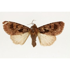 /filer/webapps/moths/media/images/A/avitta_Odontestra_AF_RMCA.jpg