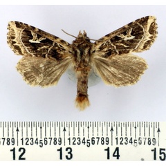 /filer/webapps/moths/media/images/F/fontainei_Rungsianea_AM_BMNH.jpg