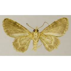 /filer/webapps/moths/media/images/A/aucta_Chloroclystis_PTM_ZSMb.jpg