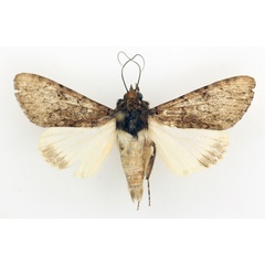 /filer/webapps/moths/media/images/P/phaeoleuca_Ulotrichopus_AM_TMSA_01.jpg