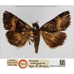 /filer/webapps/moths/media/images/O/ochrozona_Ozarba_HT_NHMUK.jpg