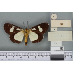 /filer/webapps/moths/media/images/P/pedasus_Agarista_HT_BMNHb.jpg