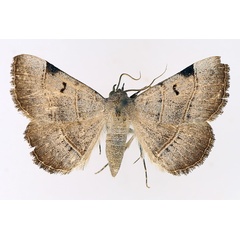 /filer/webapps/moths/media/images/S/stuhlmanni_Plecoptera_AM_TMSA_02.jpg