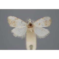 /filer/webapps/moths/media/images/M/microlopha_Nolidia_HT_BMNH.jpg