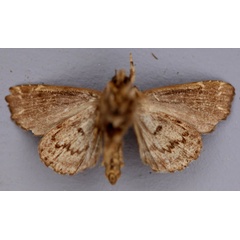 /filer/webapps/moths/media/images/R/renivitta_Callopistria_HT_RMCA_02.jpg