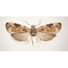 /filer/webapps/moths/media/images/P/pseudoinsellata_Paraeccopsis_AM_NHMO.jpg
