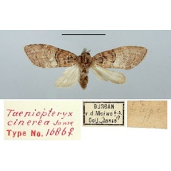 /filer/webapps/moths/media/images/C/cinerea_Taeniopteryx_AT_TMSA.jpg