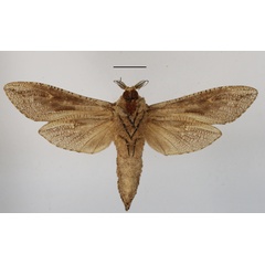/filer/webapps/moths/media/images/C/capensis_Strigocossus_AM_MGCLb_01.JPG