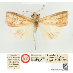 /filer/webapps/moths/media/images/P/pyrausta_Cirphis_HT_BMNH.jpg