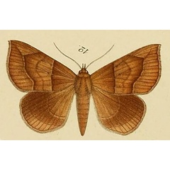 /filer/webapps/moths/media/images/P/pudica_Ophisma_HT_Moschler_1887_12.jpg