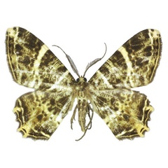 /filer/webapps/moths/media/images/U/ugandaria_Chorocotis_AM_ANHRT_01.jpg