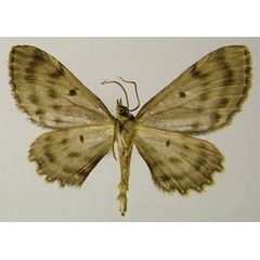 /filer/webapps/moths/media/images/B/biokoensis_Collix_HT_ZSMb.jpg