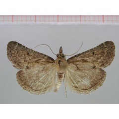 /filer/webapps/moths/media/images/F/fuscoserrata_Stemmatophora_PT_ZMHB.jpg