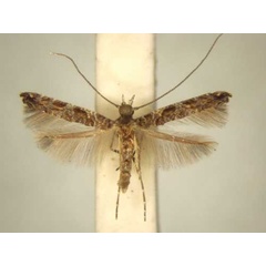 /filer/webapps/moths/media/images/O/ochnivora_Conopomorphina_PT_TMSA6054.jpg