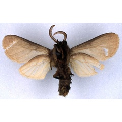 /filer/webapps/moths/media/images/C/capricornis_Metarctia_HT_BMNH_02.jpg